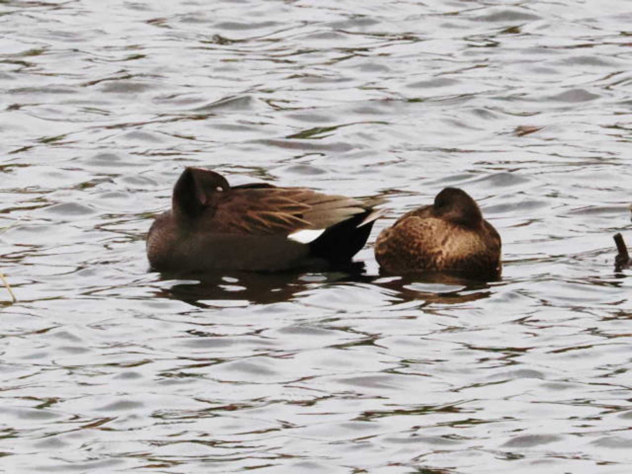 Gadwall