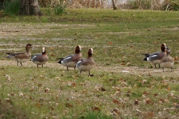 Eurasian Wigeon 江津湖 Wed, 3/6/2024