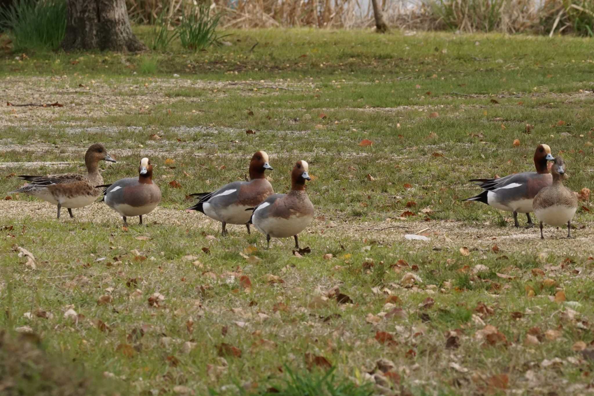 Eurasian Wigeon