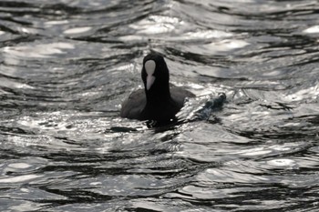 Eurasian Coot 江津湖 Wed, 3/6/2024