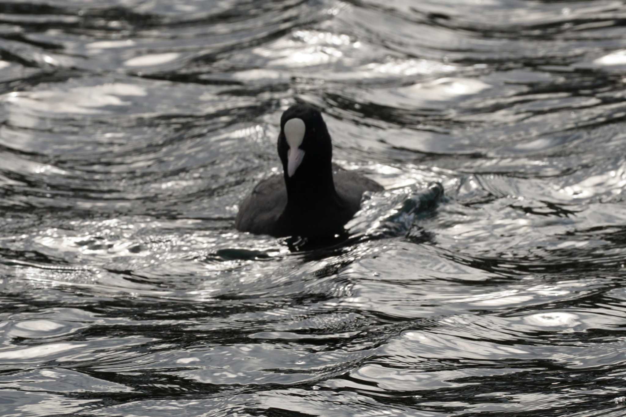 Eurasian Coot