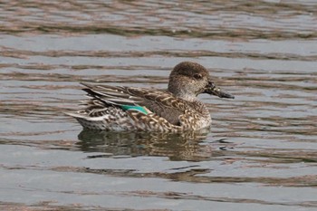 Eurasian Teal 江津湖 Wed, 3/6/2024