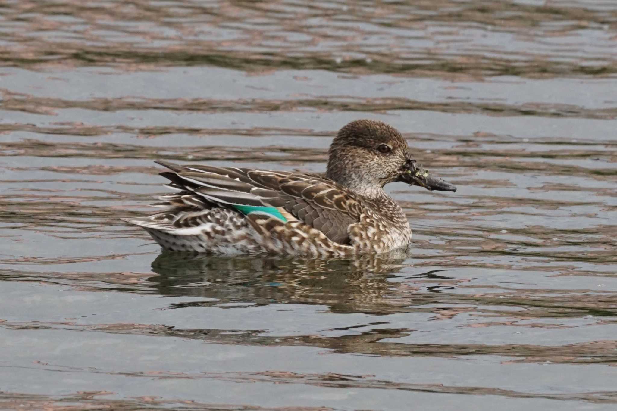 Photo of Eurasian Teal at 江津湖 by Joh