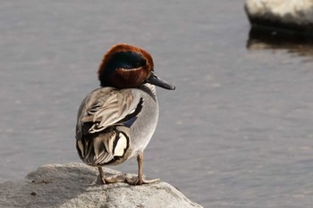 Eurasian Teal 江津湖 Wed, 3/6/2024