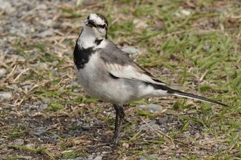 White Wagtail 江津湖 Wed, 3/6/2024