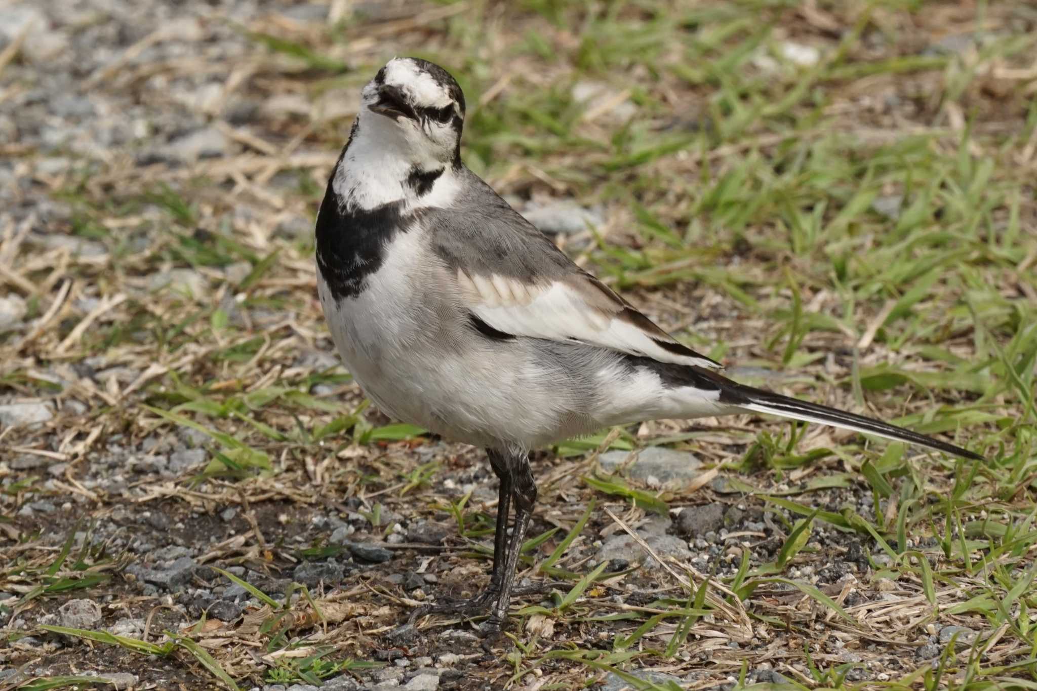 White Wagtail