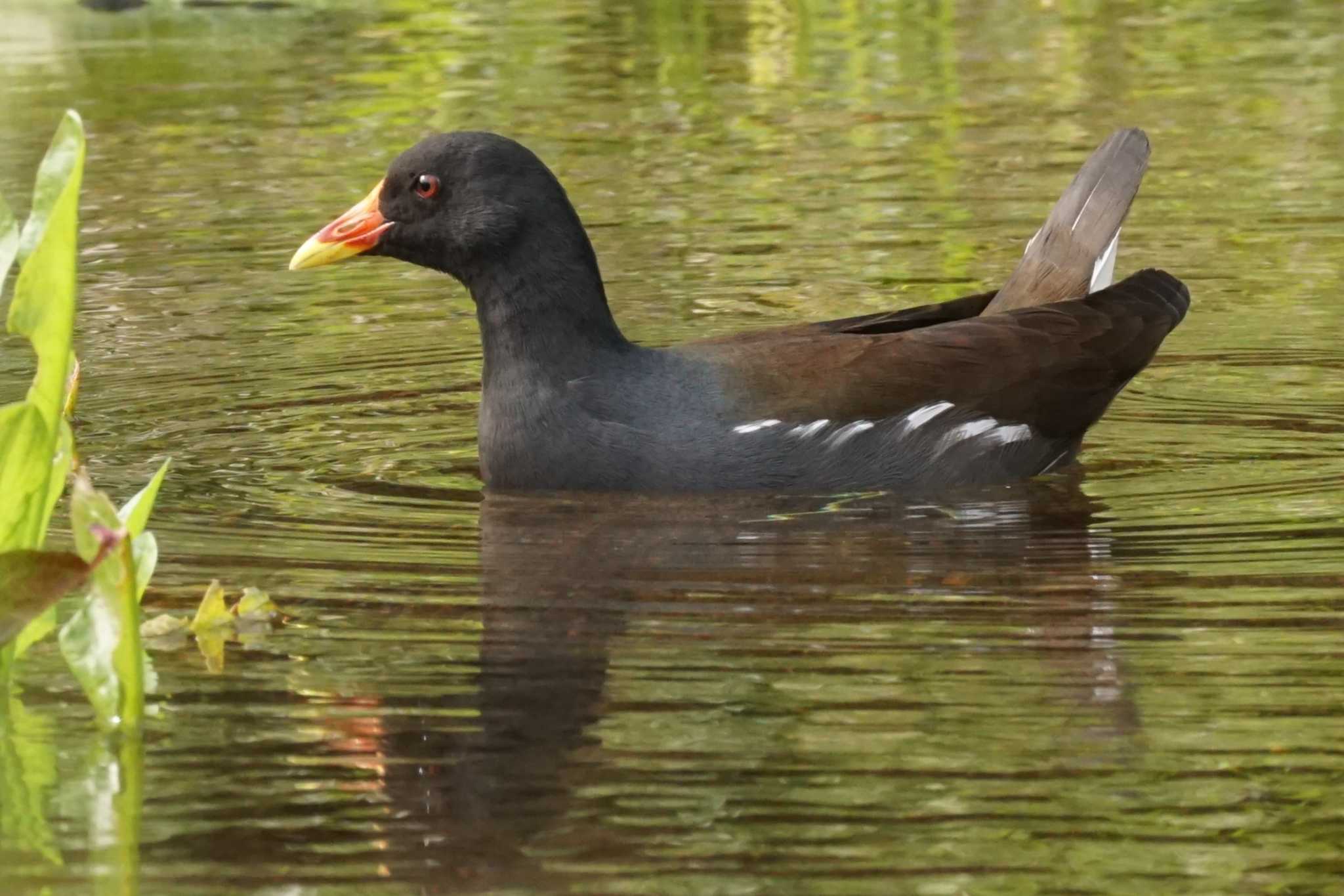 Photo of Common Moorhen at 江津湖 by Joh