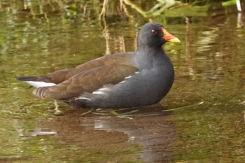 Common Moorhen 江津湖 Wed, 3/6/2024