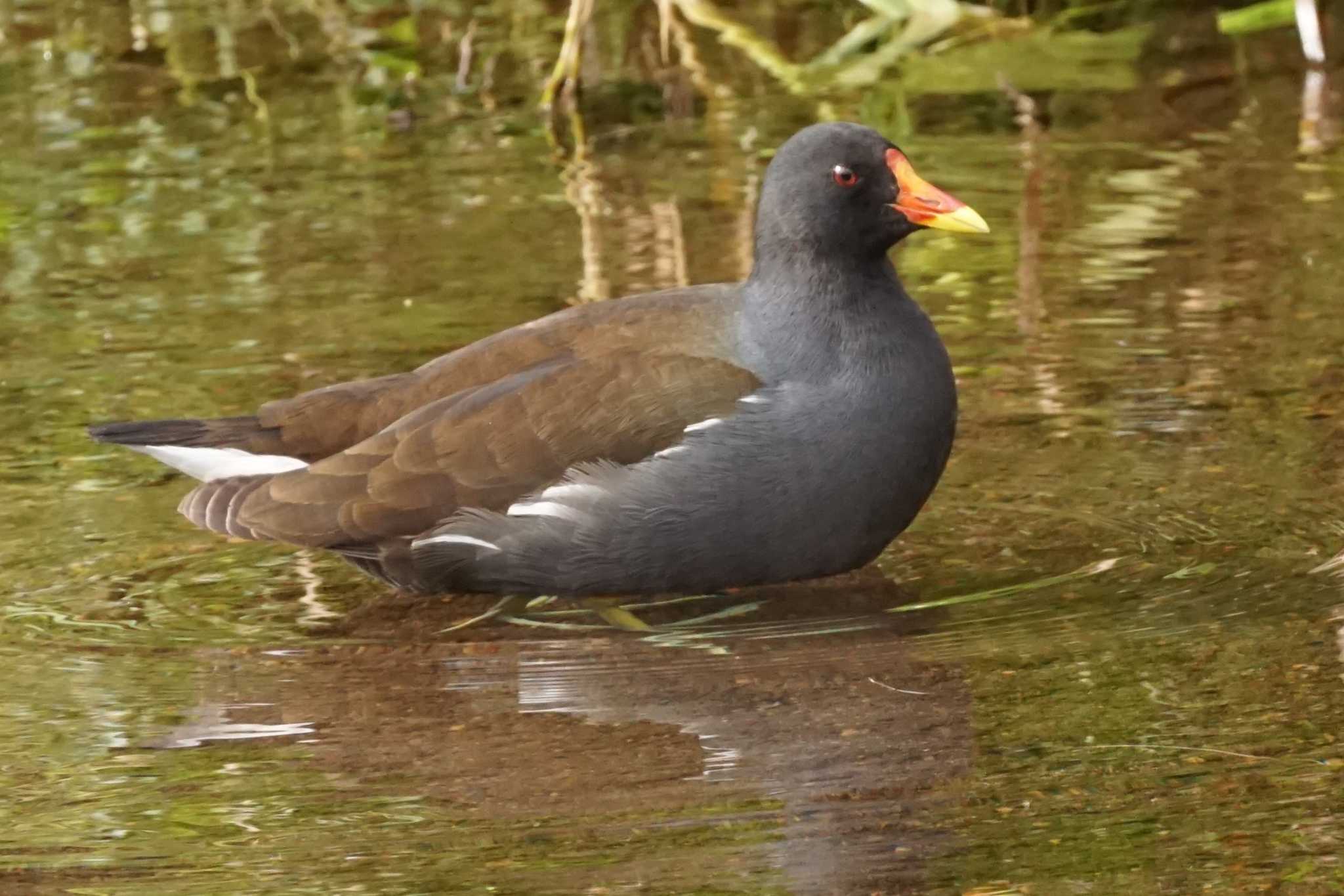 Photo of Common Moorhen at 江津湖 by Joh