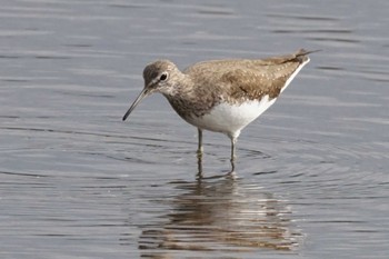 クサシギ 江津湖 2024年3月6日(水)