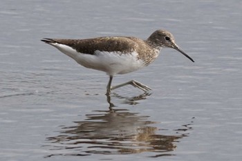 Green Sandpiper 江津湖 Wed, 3/6/2024