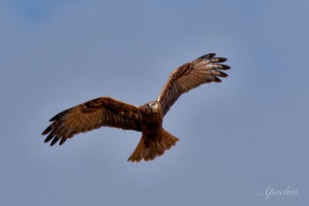 Eastern Marsh Harrier 夏目の堰 (八丁堰) Sat, 2/10/2024