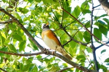 Eyebrowed Thrush 稲佐山公園 Fri, 3/8/2024