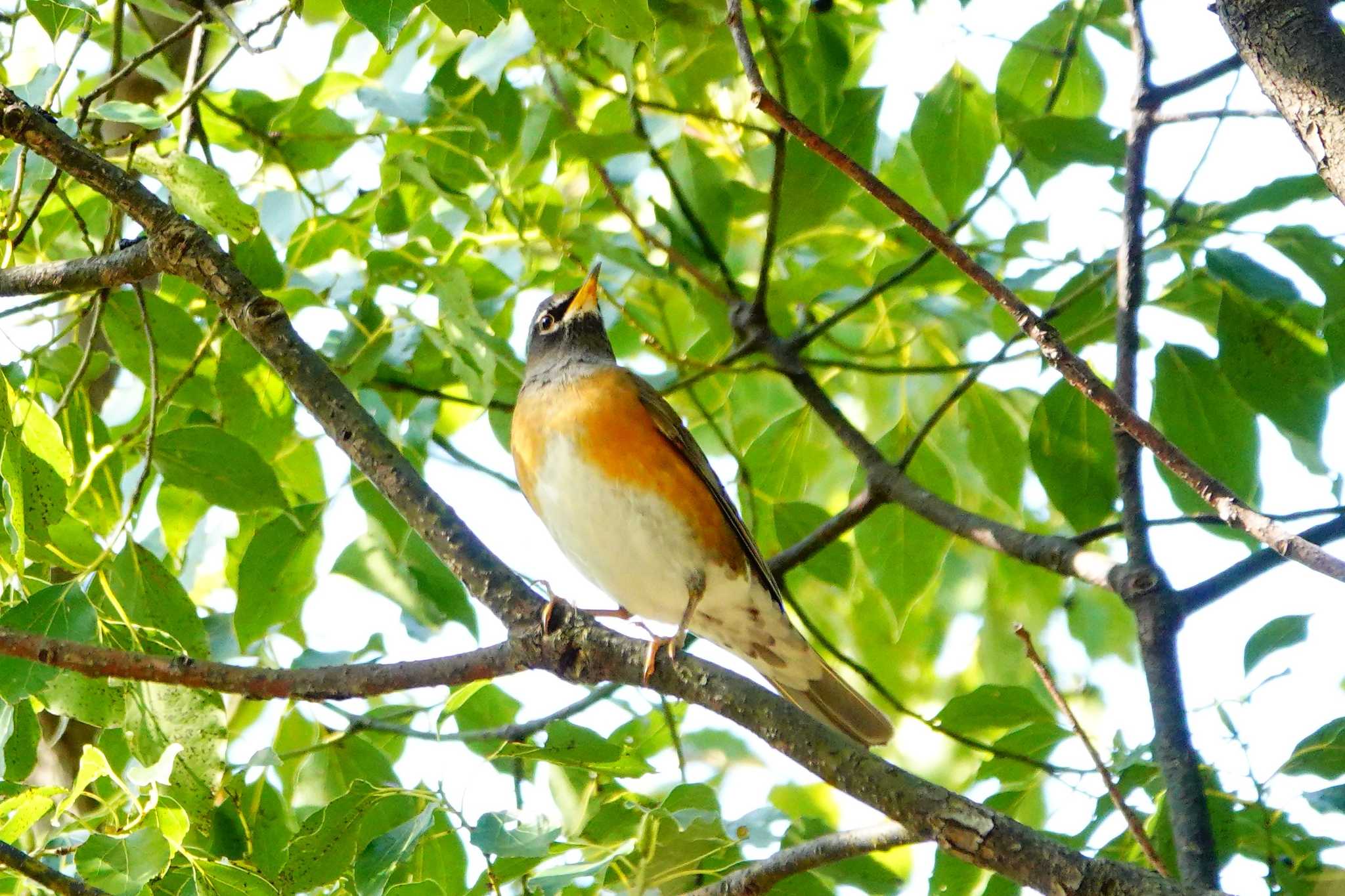 Photo of Eyebrowed Thrush at 稲佐山公園 by M Yama