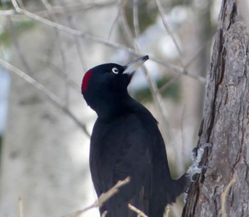 Black Woodpecker Makomanai Park Fri, 3/8/2024