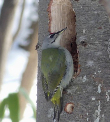 Grey-headed Woodpecker Makomanai Park Fri, 3/8/2024