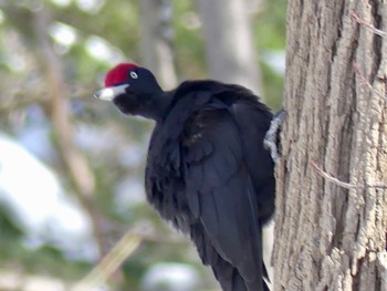 Black Woodpecker Makomanai Park Fri, 3/8/2024