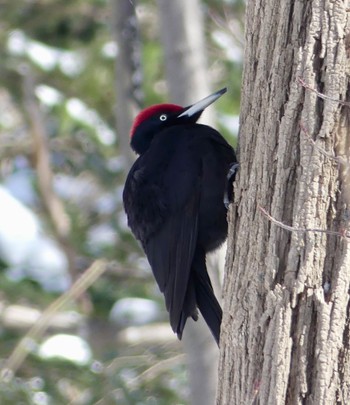 Black Woodpecker Makomanai Park Fri, 3/8/2024