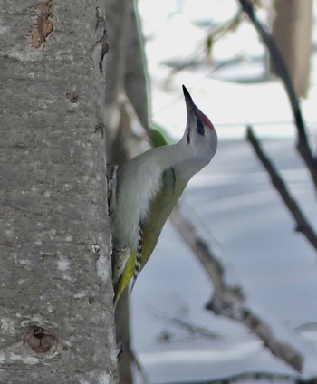 Grey-headed Woodpecker Makomanai Park Fri, 3/8/2024