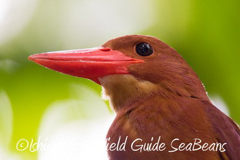 Ruddy Kingfisher(bangsi) Ishigaki Island Wed, 5/16/2018