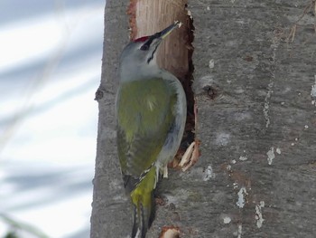 Grey-headed Woodpecker Makomanai Park Fri, 3/8/2024