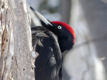 Black Woodpecker Makomanai Park Fri, 3/8/2024