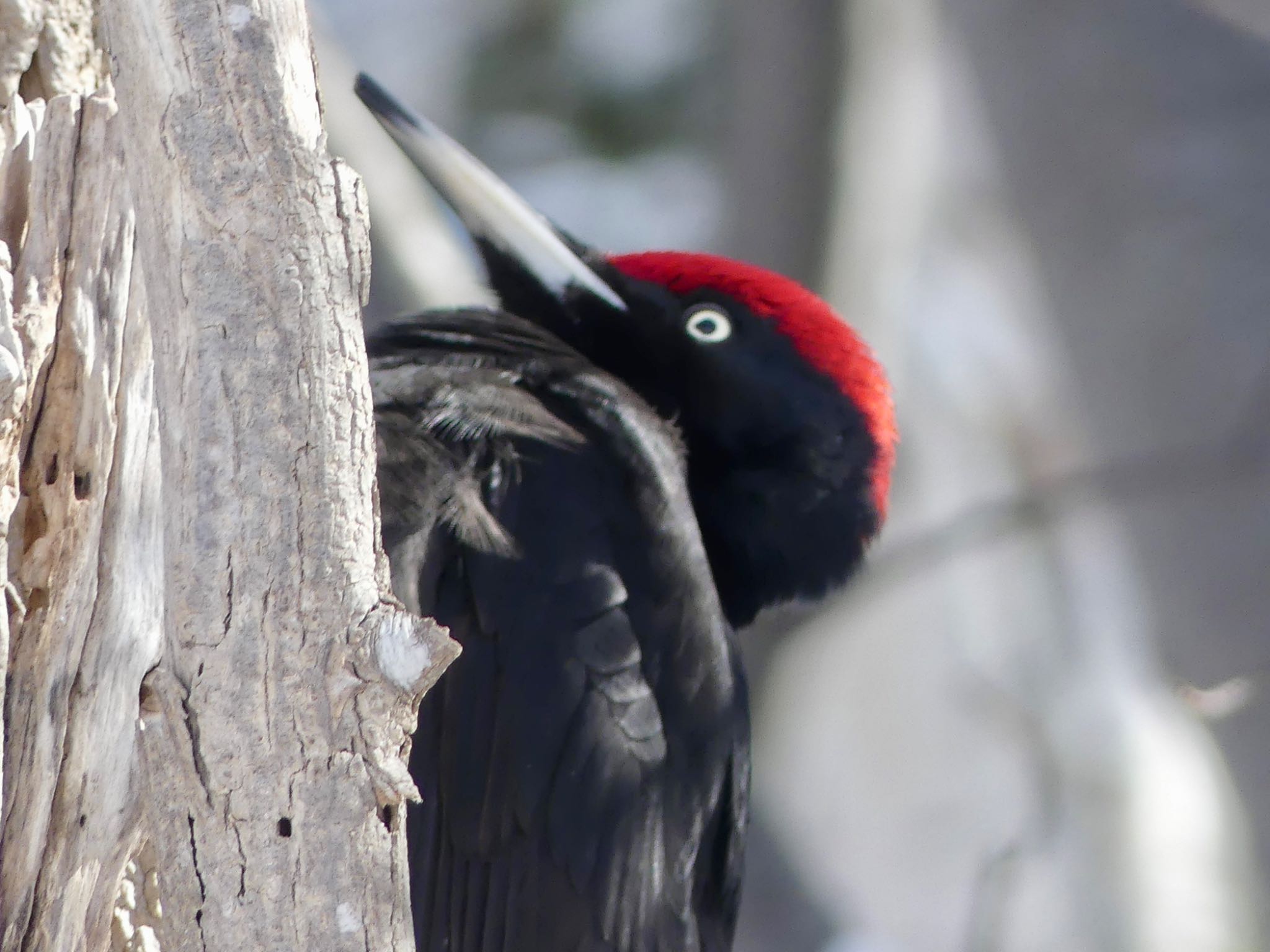 Photo of Black Woodpecker at Makomanai Park by xuuhiro