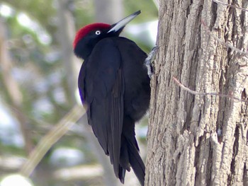 Black Woodpecker Makomanai Park Fri, 3/8/2024