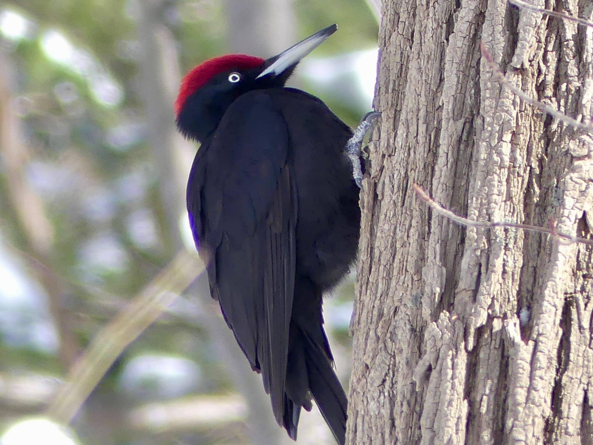 Photo of Black Woodpecker at Makomanai Park by xuuhiro