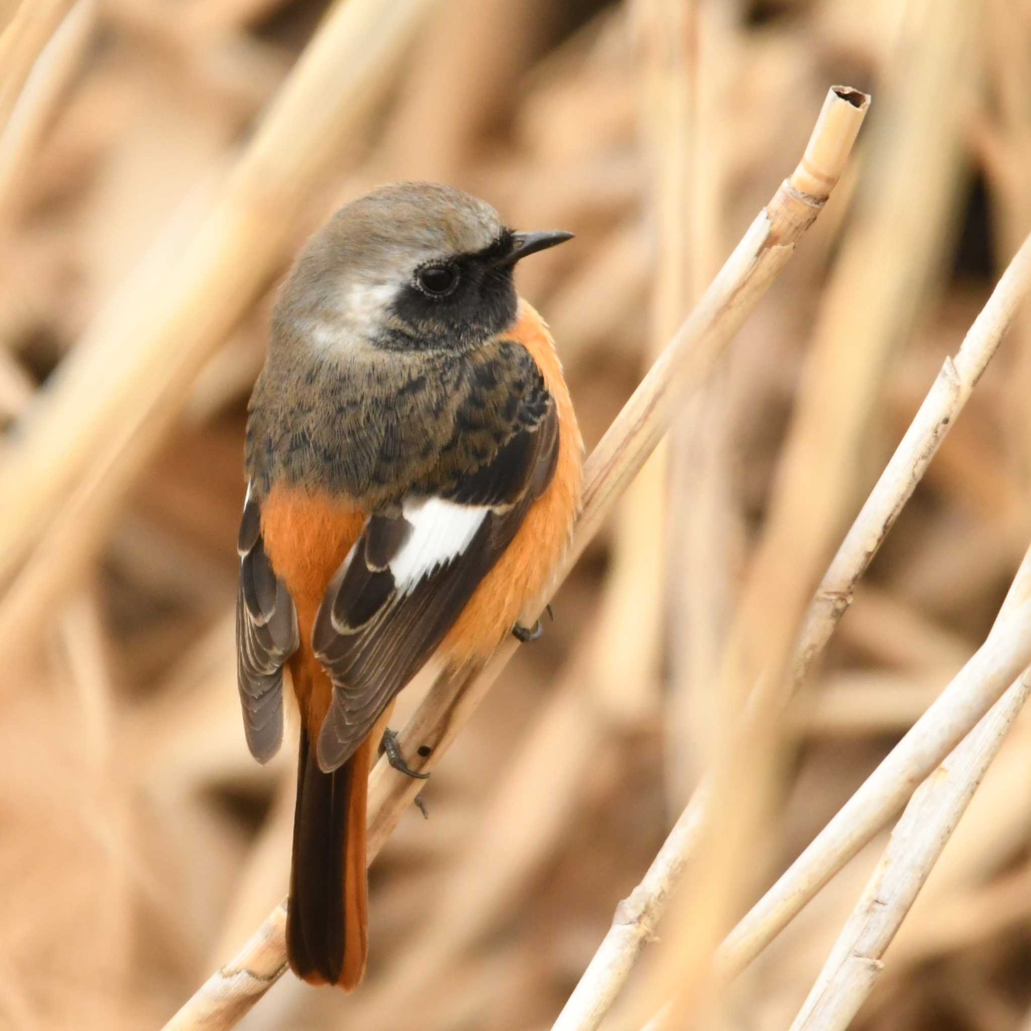 平戸永谷川(横浜市) ジョウビタキの写真 by エスパシオ