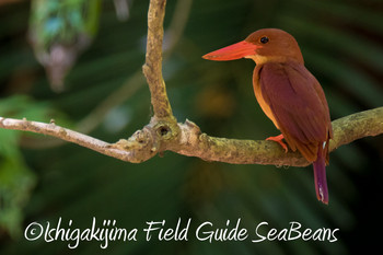 Ruddy Kingfisher(bangsi) Ishigaki Island Wed, 5/16/2018