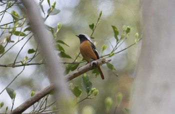 Daurian Redstart 和歌山市 Thu, 3/7/2024