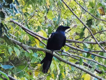 Large-billed Crow 久末ダム(福岡県) Sun, 11/27/2022