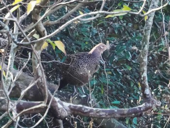 2022年11月27日(日) 久末ダム(福岡県)の野鳥観察記録