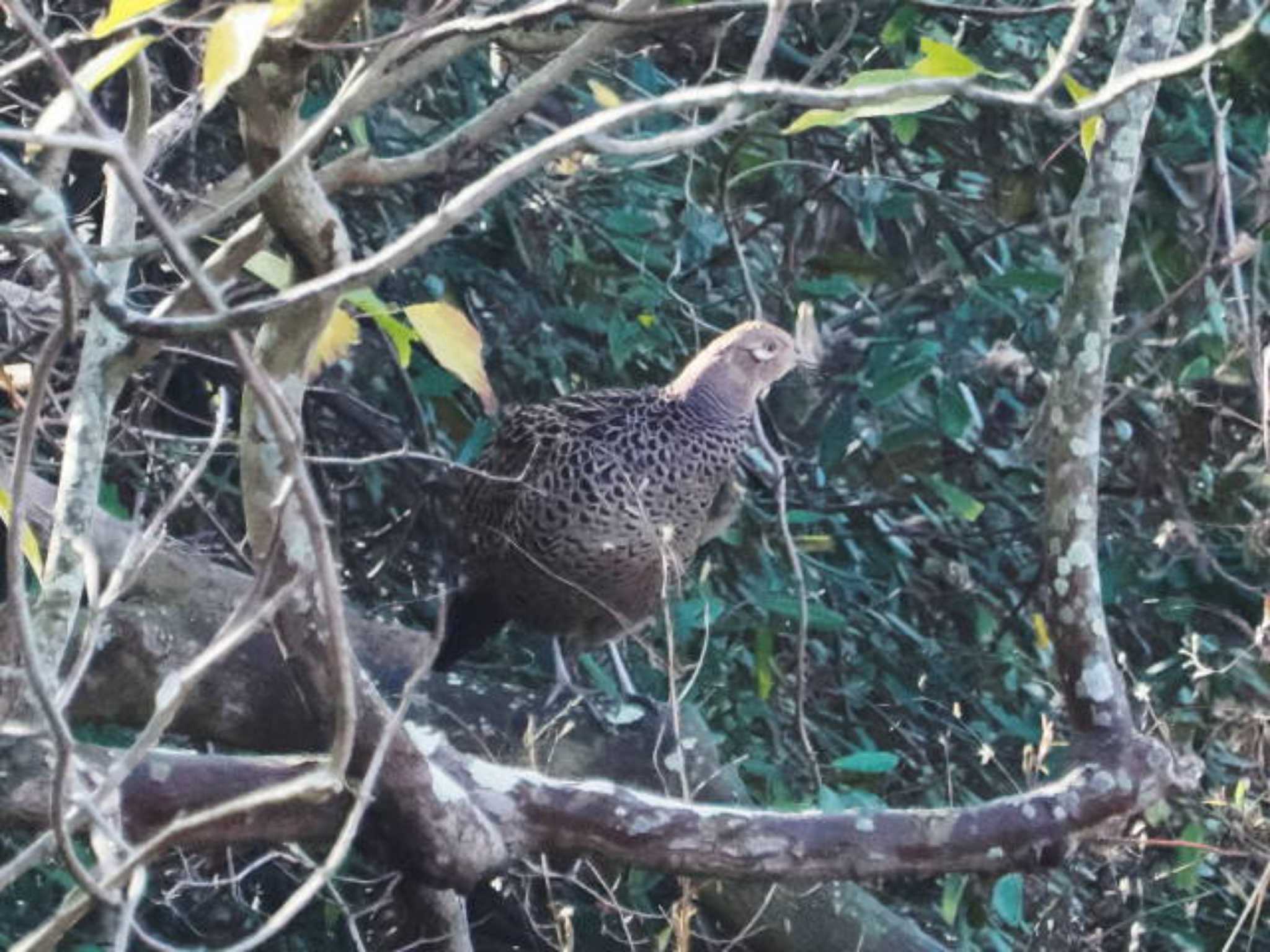 Green Pheasant