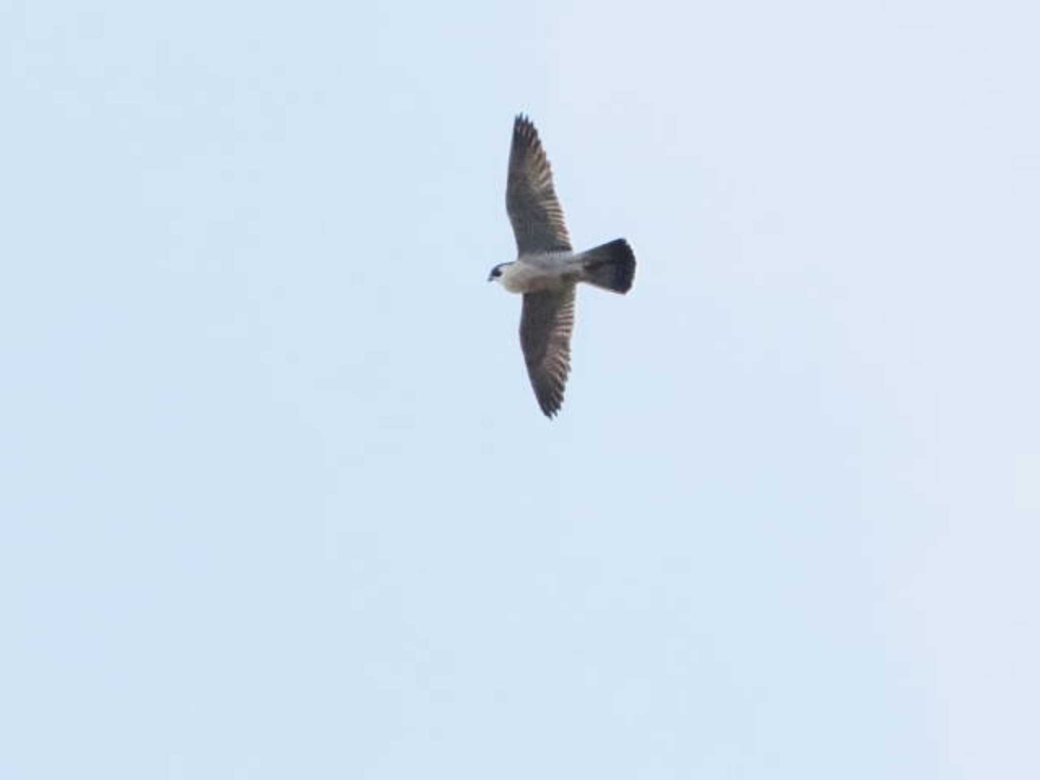 Peregrine Falcon