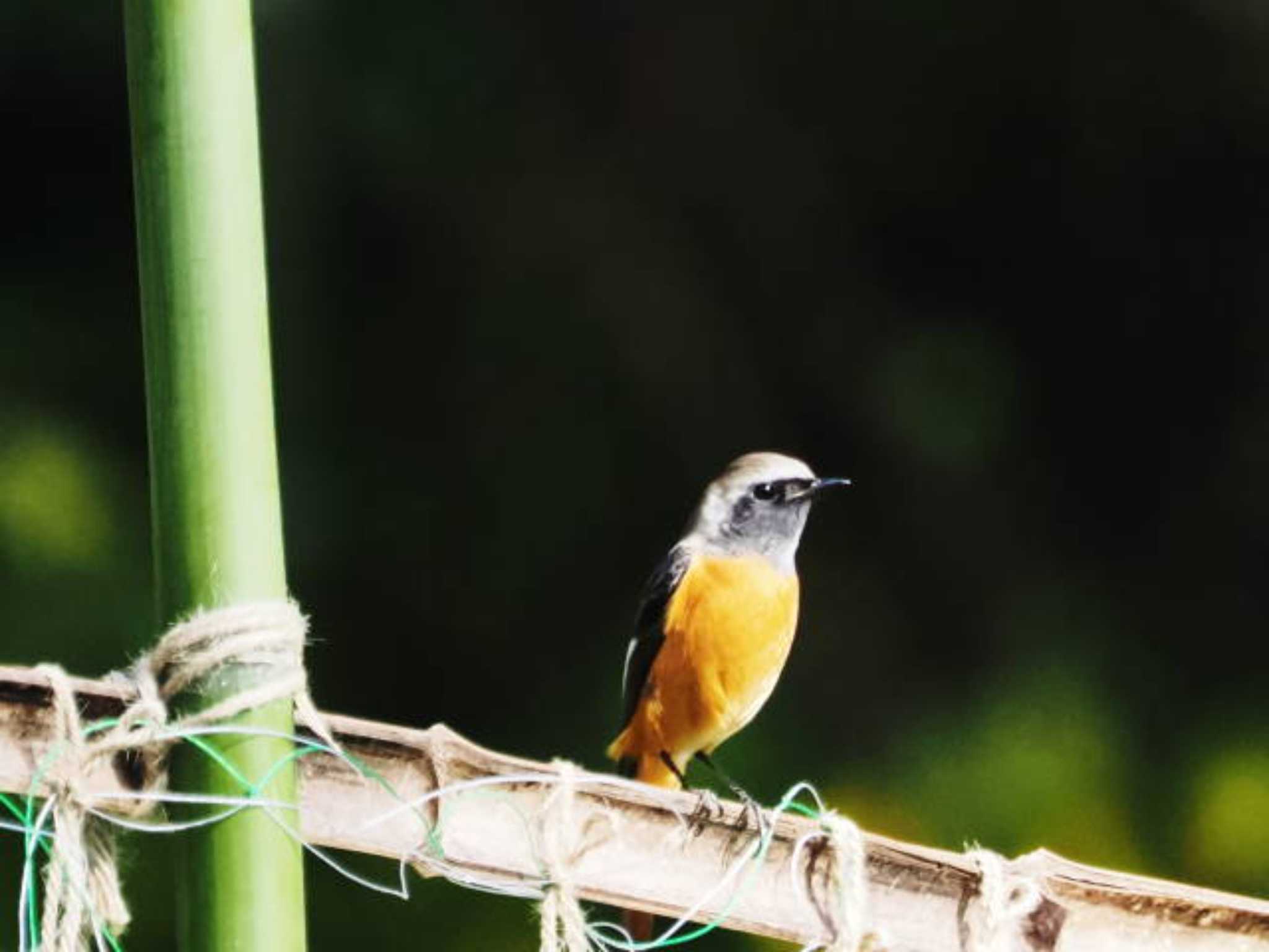 Daurian Redstart