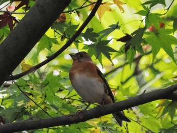 2022年11月24日(木) 福岡市西区の野鳥観察記録