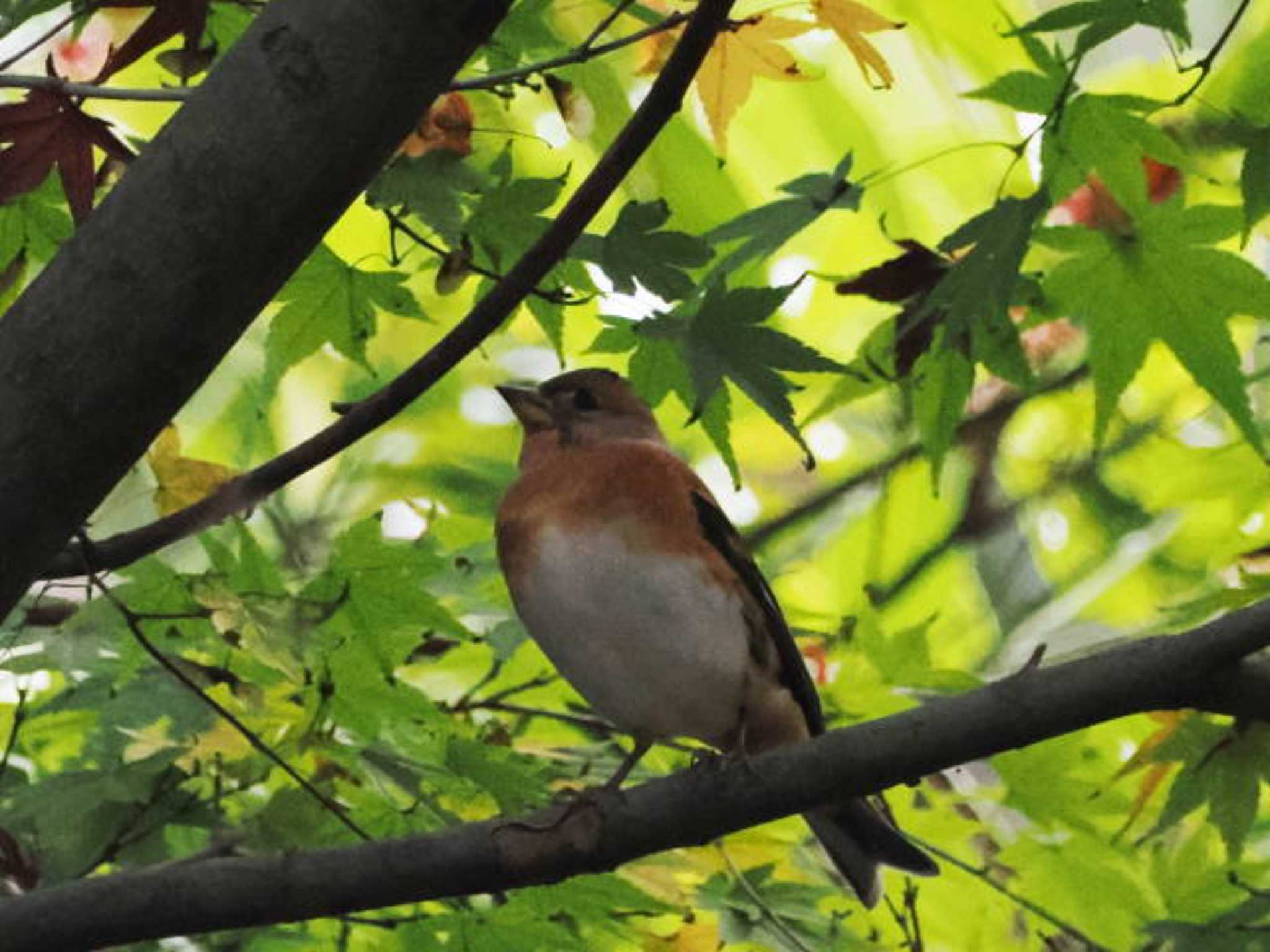 Brambling