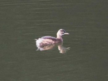 Little Grebe 福岡市西区 Thu, 11/24/2022