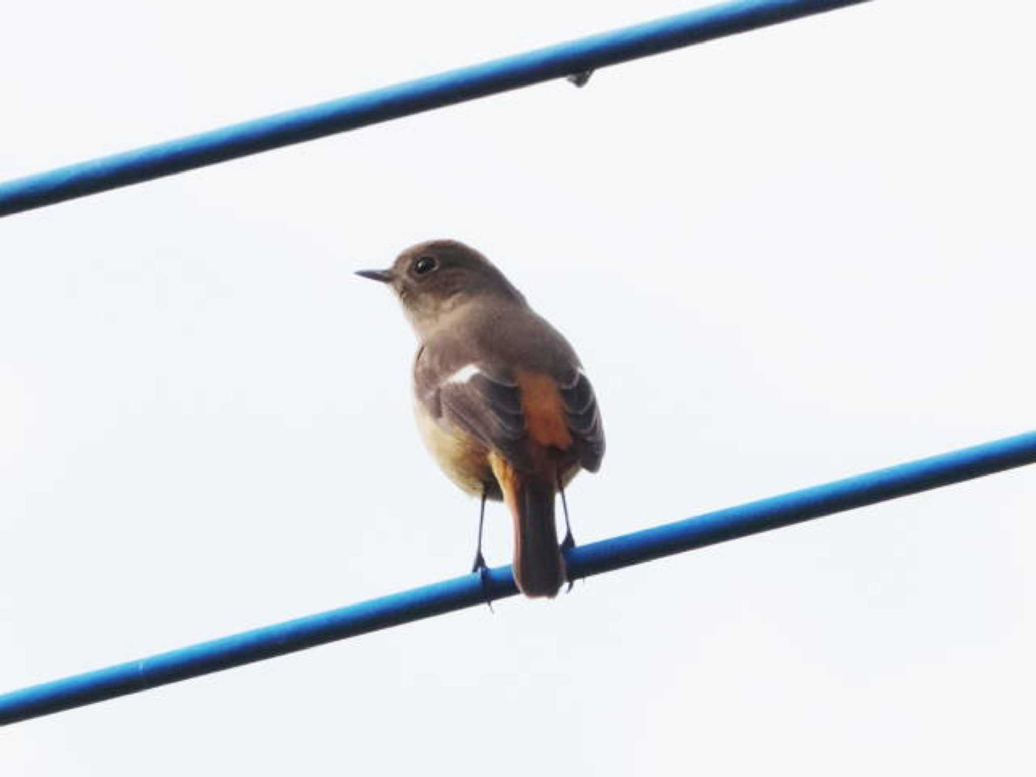 Daurian Redstart