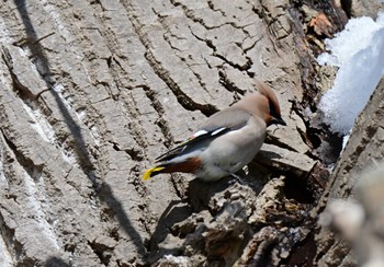 Bohemian Waxwing Makomanai Park Fri, 3/8/2024