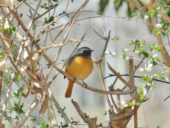 ジョウビタキ 大泉緑地 2024年3月8日(金)