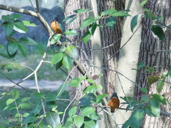 Fri, 3/8/2024 Birding report at Oizumi Ryokuchi Park