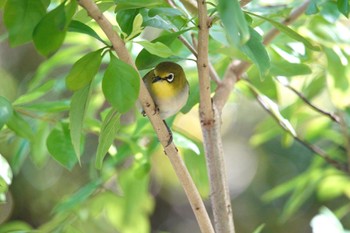 Swinhoe's White-eye 台北植物園 Fri, 1/19/2024