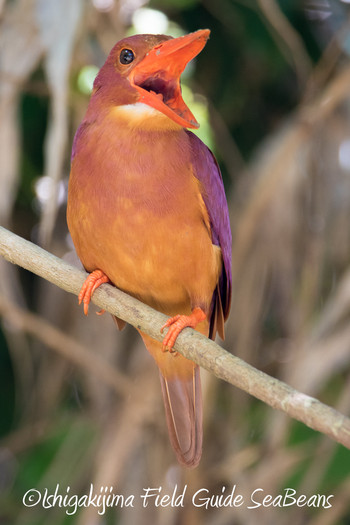 Ruddy Kingfisher(bangsi) Ishigaki Island Wed, 5/16/2018