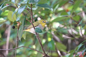 Swinhoe's White-eye 台北植物園 Fri, 1/19/2024