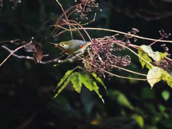 Red-billed Leiothrix 曲渕ダム(福岡県) Wed, 11/23/2022