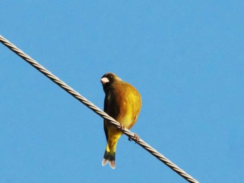 Grey-capped Greenfinch 天拝山歴史自然公園 Sun, 11/20/2022