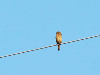 Daurian Redstart 天拝山歴史自然公園 Sun, 11/20/2022